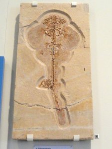Squatina acanthoderma, Solnhofen, Germany, Late Jurassic - Royal Ontario Museum - DSC09948