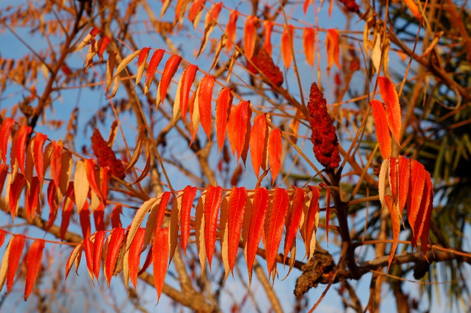 Floral leaf plant