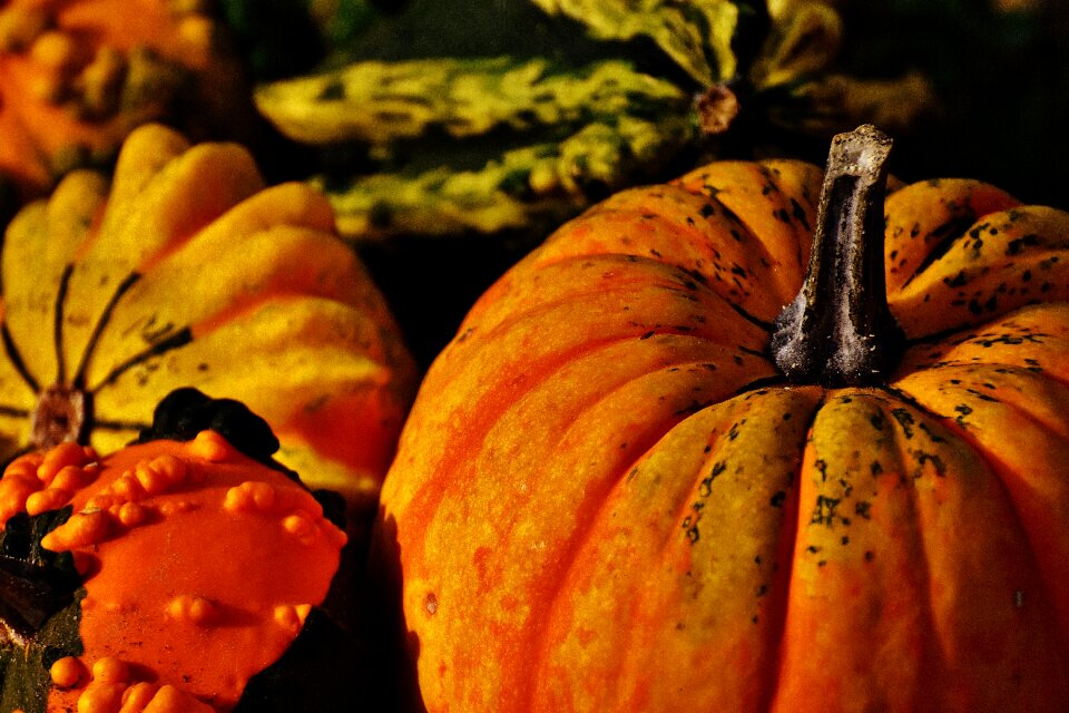 Autumn decoration colorful