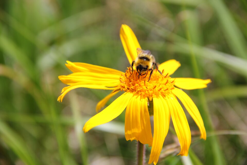 Bloom nature yellow