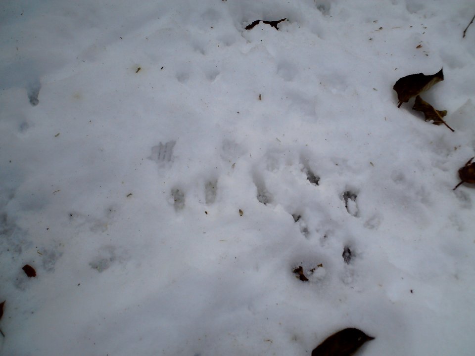 Squirrel foot prints 02