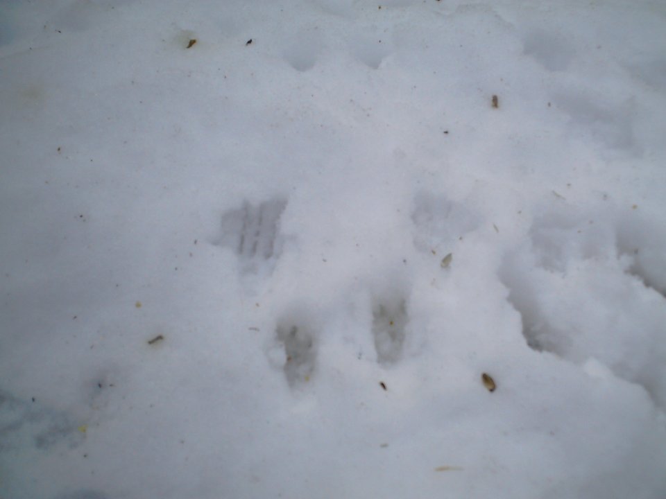 Squirl foot prints 03