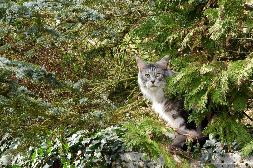 Cat in the bush trees home