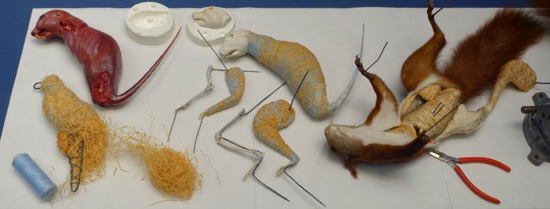 Squirrel taxidermy - Museum fur Naturkunde, Berlin - DSC00219