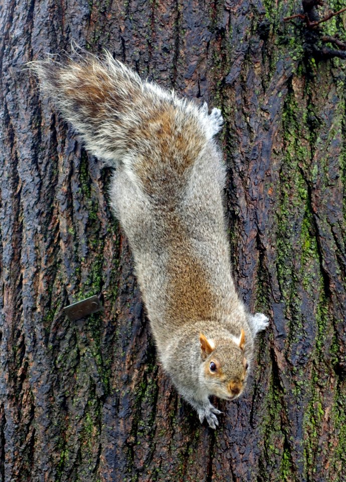 Squirrel in the Public Garden - Boston, MA - DSC03856