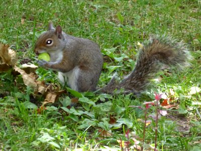 Squirrel-6