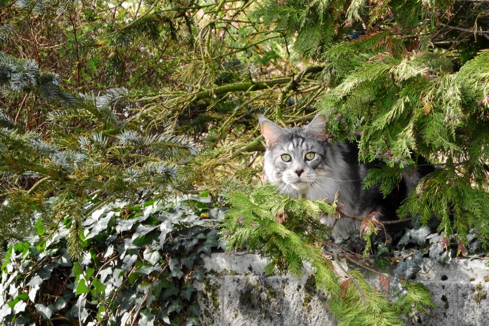 Trees domestic cat lurking