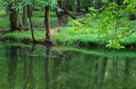 Stream in county park with deer