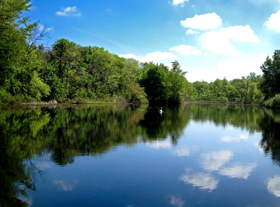 Strawberry Lake with swan Ann Arbor Michigan