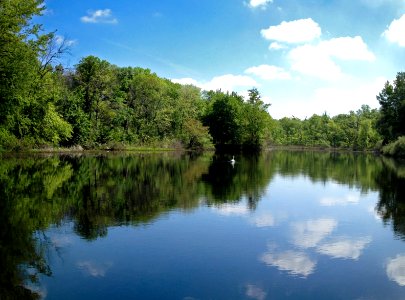 Strawberry Lake with swan Ann Arbor Michigan photo