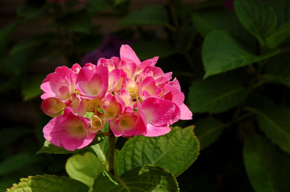 Spring colors colorful flowers