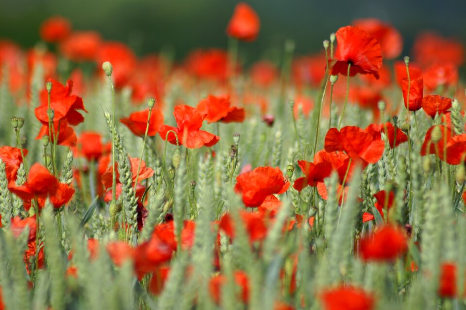 Spring flower nature