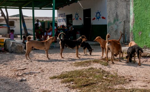 Stray dogs in La Restinga