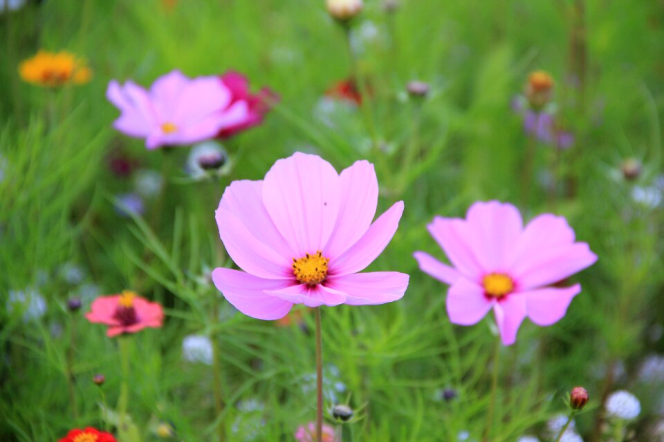 Cosmos blossom bloom