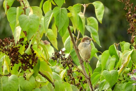 Lilac sparrow on the bush sparrow photo