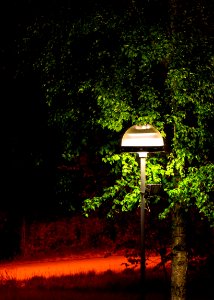 Street light next to a birch