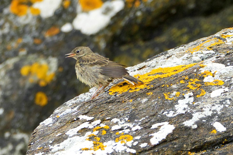 Strandpieper P1180120