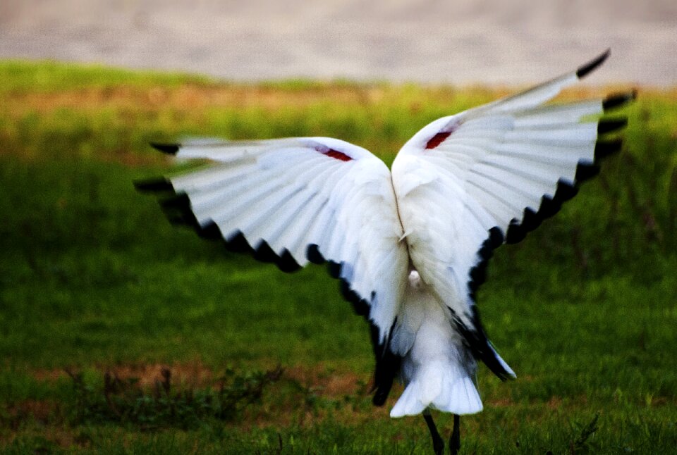 Nature feather animal