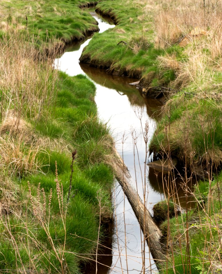 Stream at Gullmarsvik 1