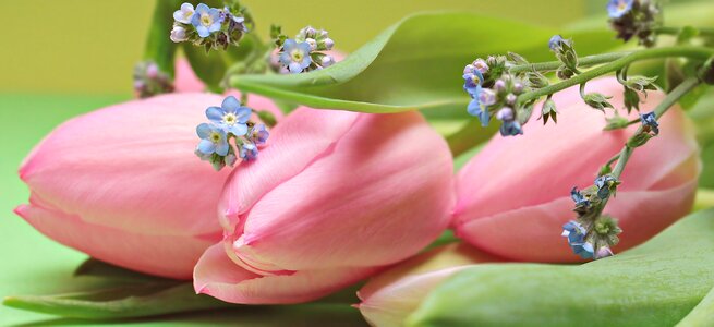 Bloom spring nature