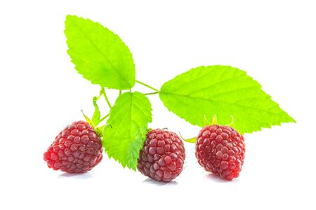 Raspberries green leaf fresh