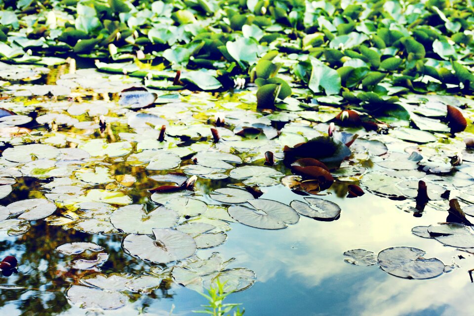 Floating pondweed potamogeton natans floating fern