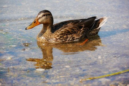 Duck animals aquatic animal