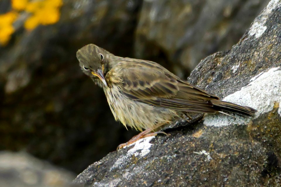 Strandpieper P1180128