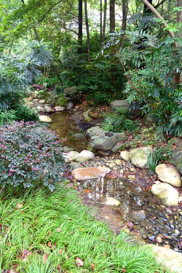 Stream - Chengdu Botanical Garden - Chengdu, China - DSC03506