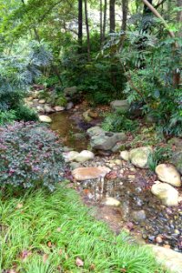 Stream - Chengdu Botanical Garden - Chengdu, China - DSC03506
