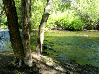 Stream - Garland Ranch Regional Park - Carmel Valley, CA - DSC06846