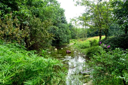 Stream - Chengdu Botanical Garden - Chengdu, China - DSC03465