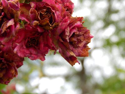 Roses old time autumn