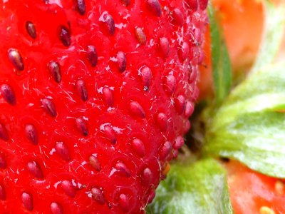 Strawberries-3