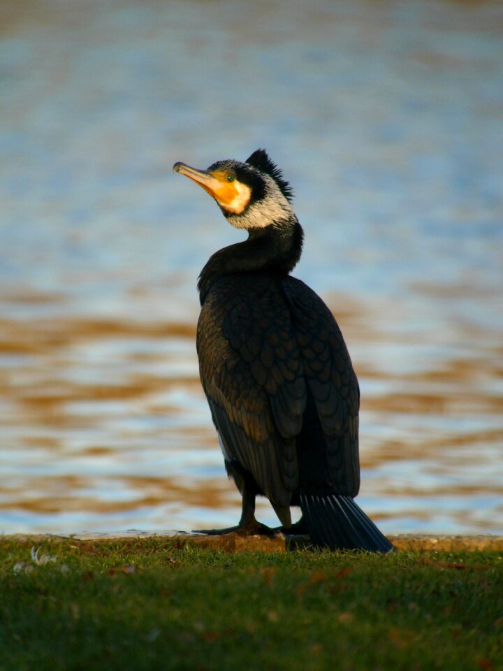 Great cormorant birds waterfowl