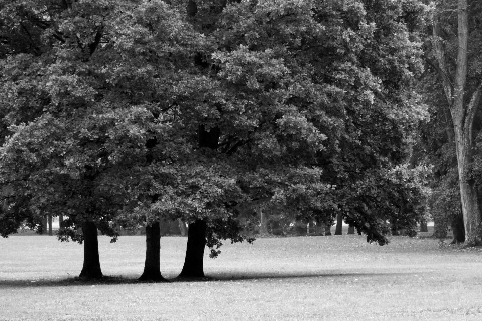 Park city ​​park black and white