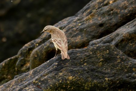 Strandpieper P1180132