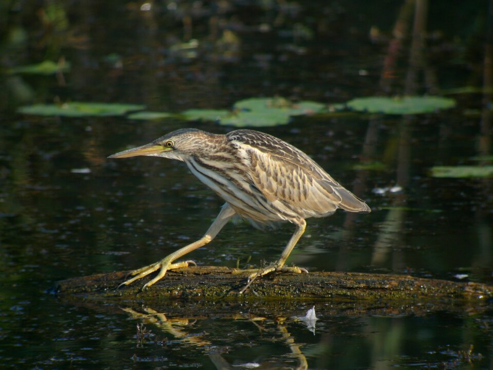 Young little bittern fledglings animals