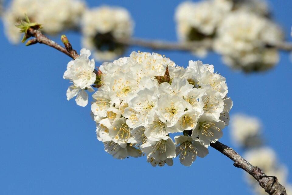 Spring nature spring flowers
