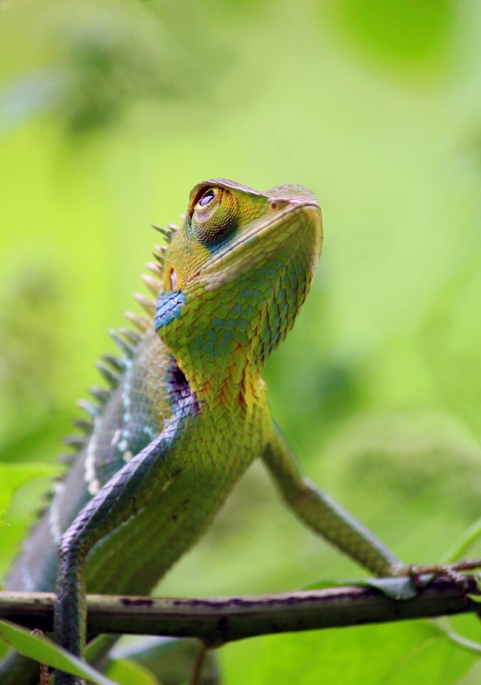 Wildlife nature colorful