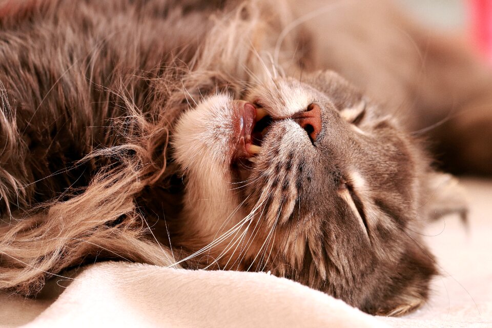 Domestic cat maine coon gray