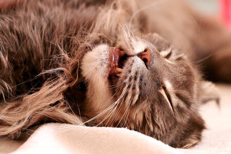 Domestic cat maine coon gray