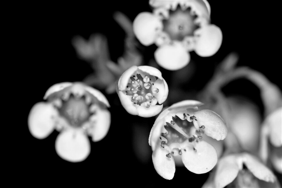 Plant strauss blossom