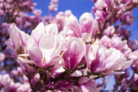 Magnolia blossom blütenmeer spring photo