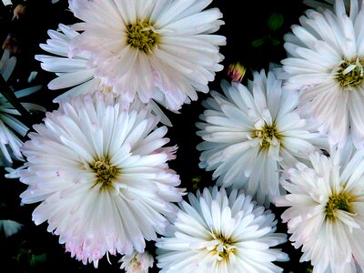 Summer spring summer flower
