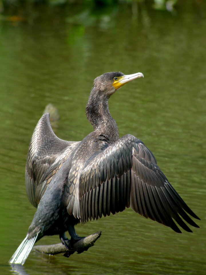Birds nature phalacrocorax carbo
