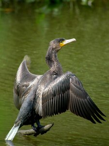 Birds nature phalacrocorax carbo photo