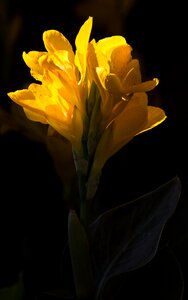 Nature petal plant