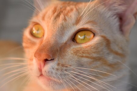 Pet redskin nose