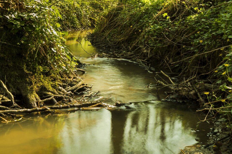 Nature forest flow